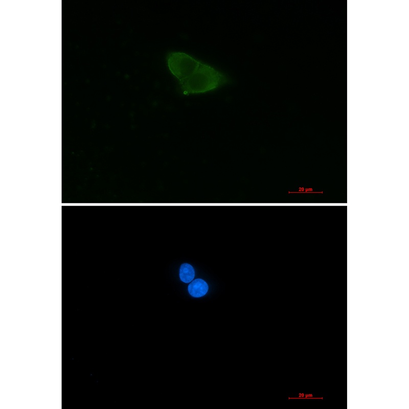 HINT1 Rabbit mAb