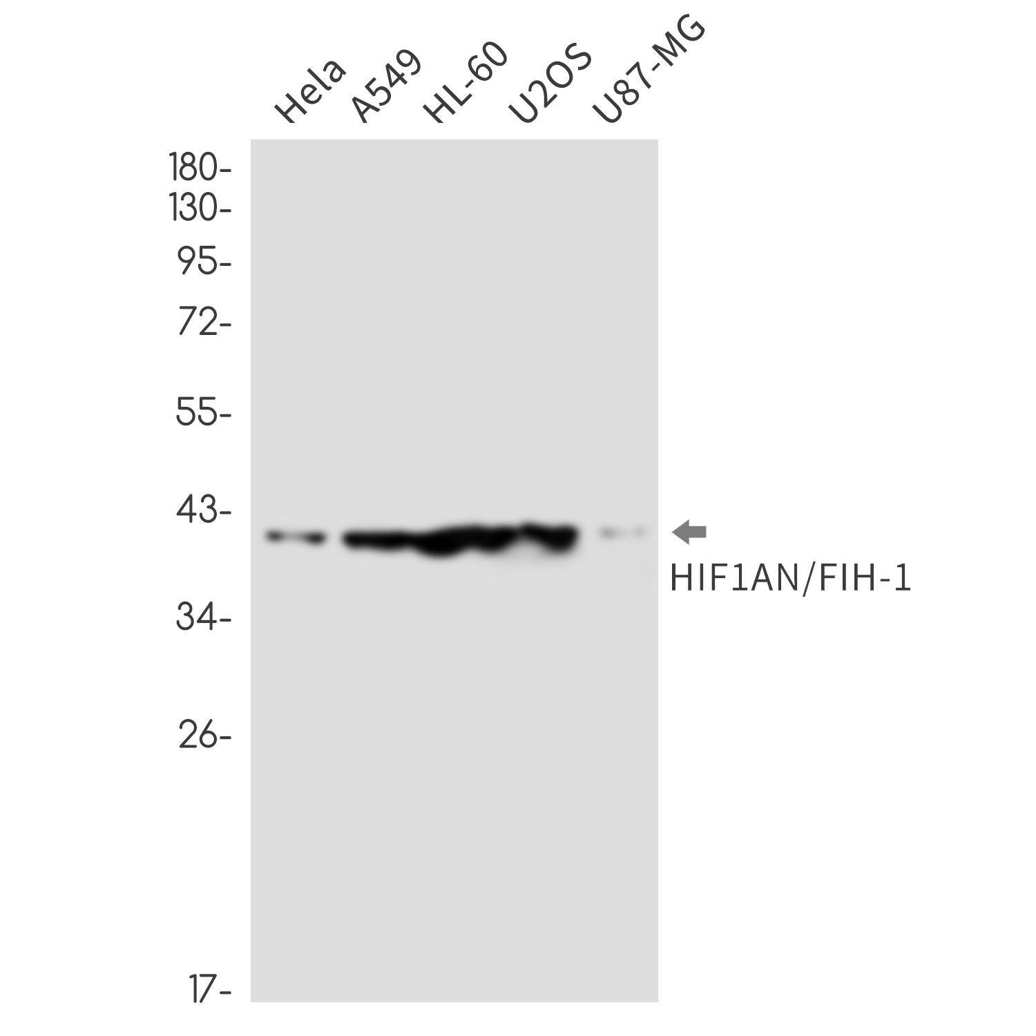 HIF1AN Antibody