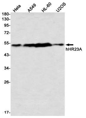 hHR23A Rabbit mAb