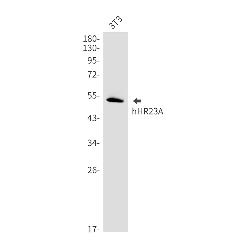 hHR23A Rabbit mAb