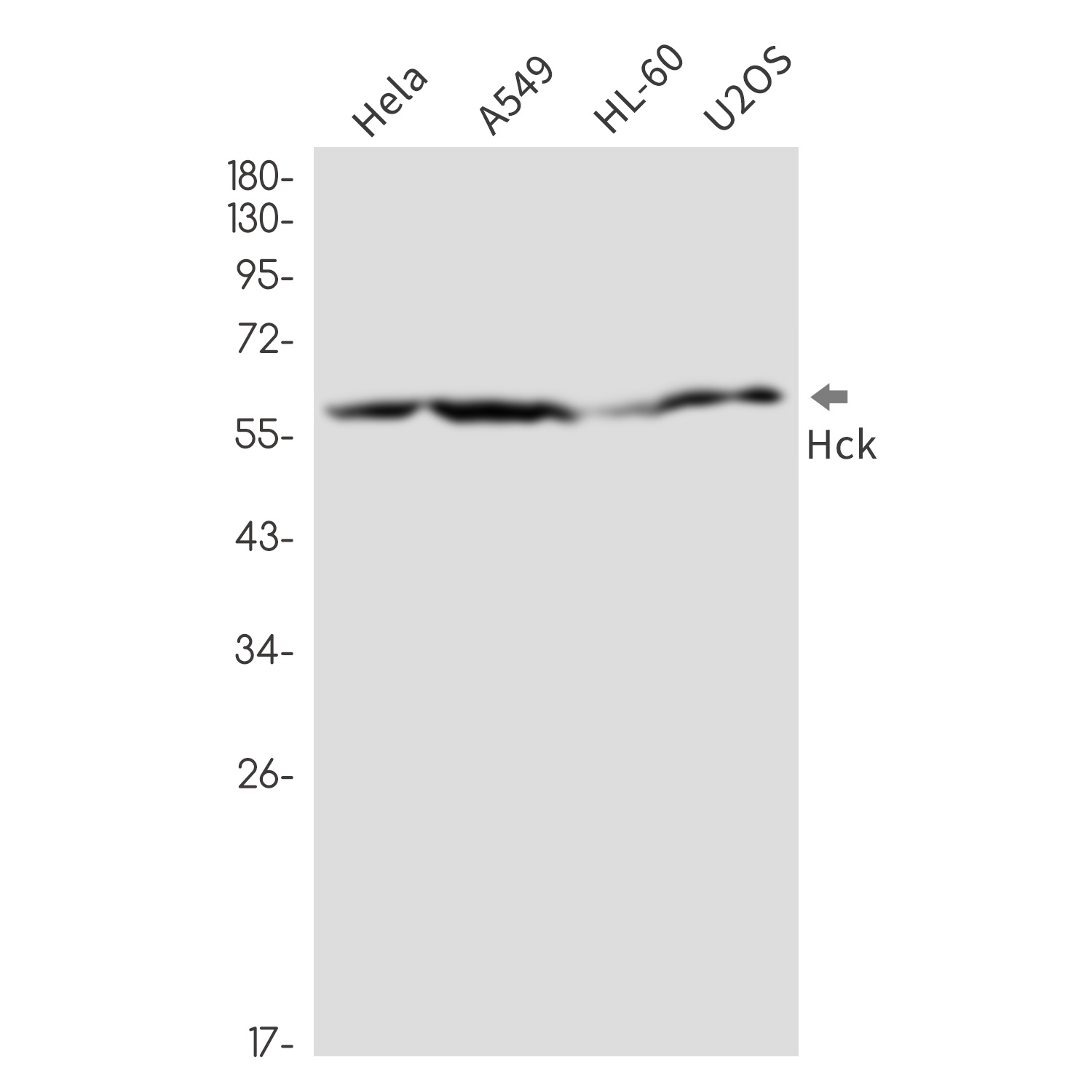 HCK Antibody