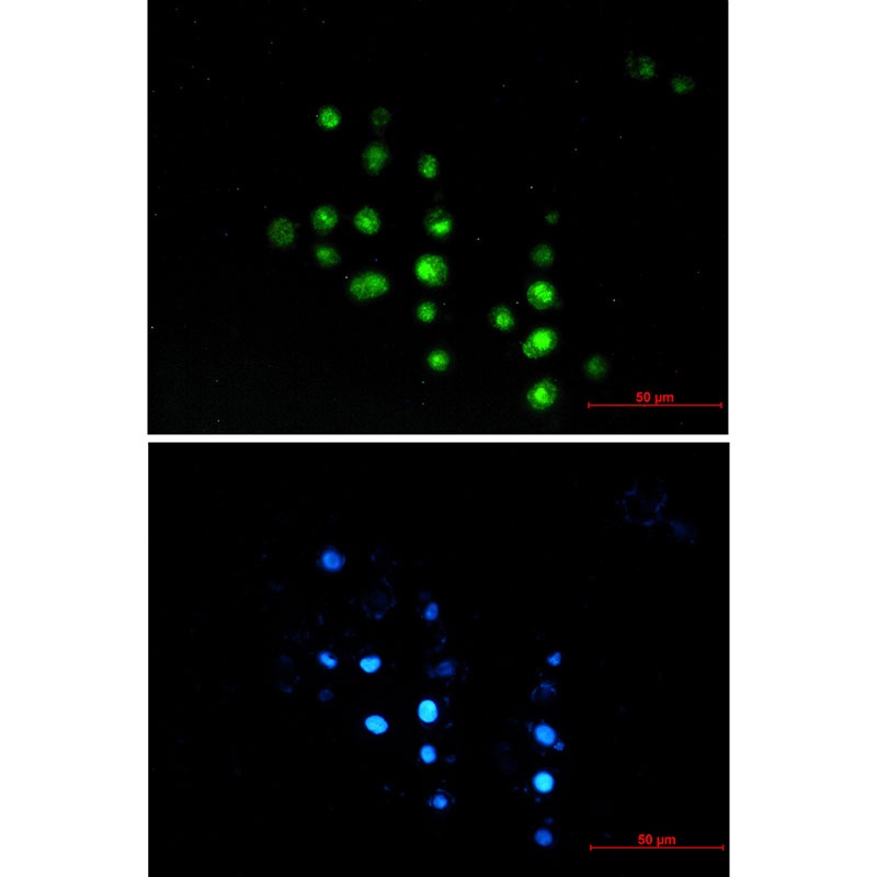 HCE Rabbit mAb