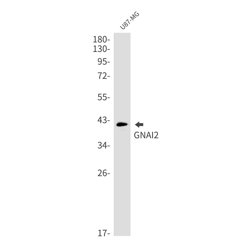 GNAI2 Antibody