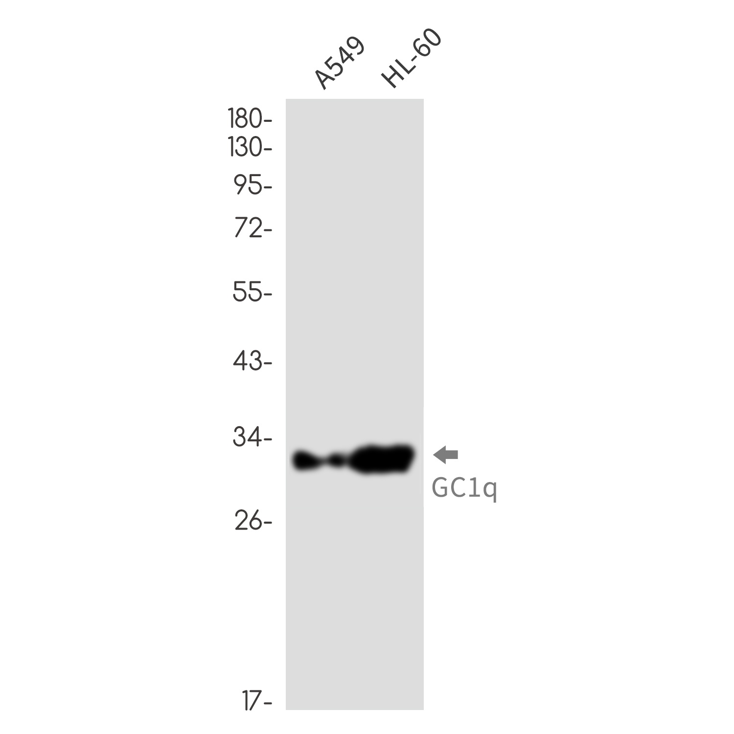 C1QBP Antibody