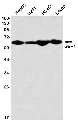 GBP1 Antibody