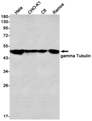 TUBG1 Antibody