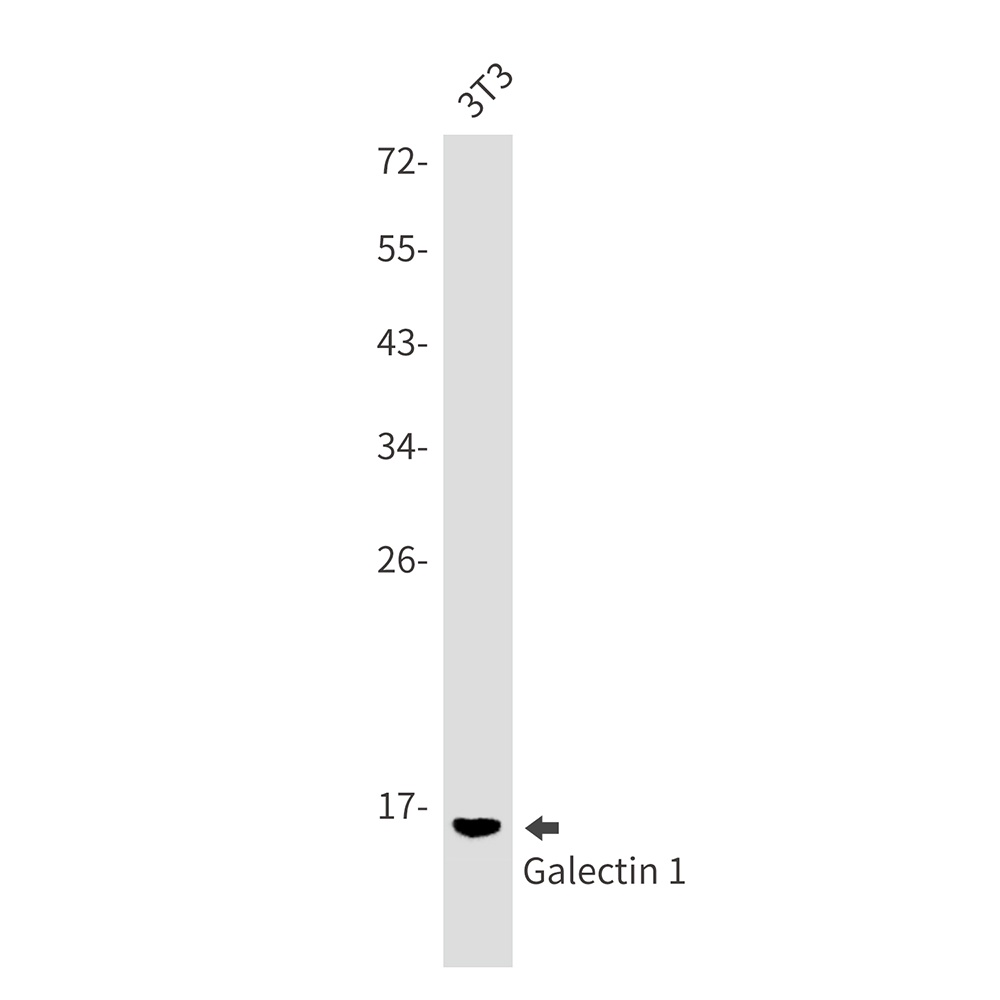 LGALS1 Antibody