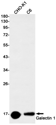 LGALS1 Antibody