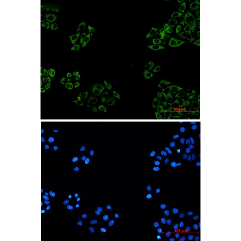 FXR1 Antibody