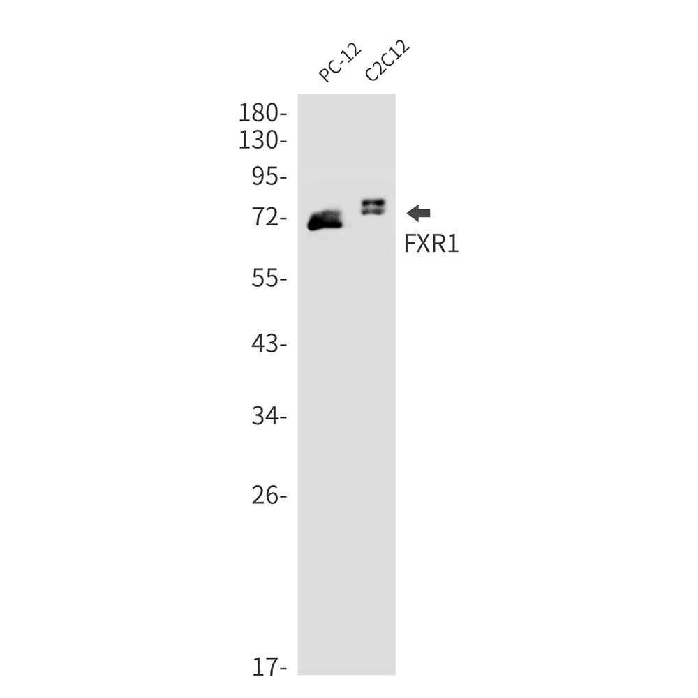 FXR1 Antibody