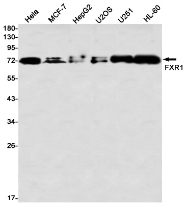 FXR1 Antibody