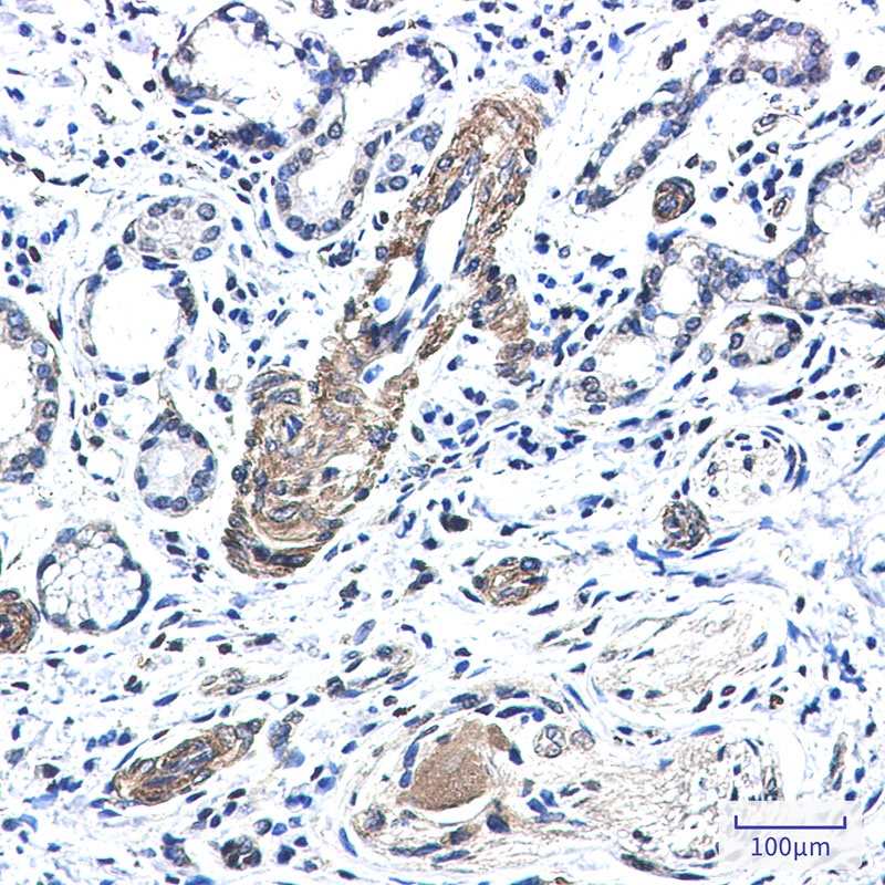 FXR1 Antibody