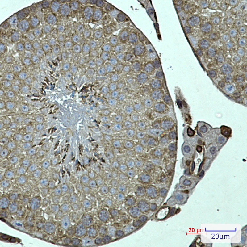 FKBP6 Antibody