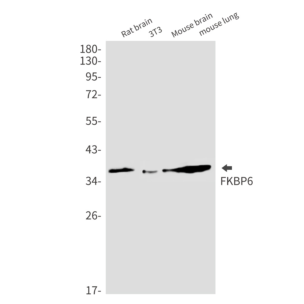 FKBP6 Antibody
