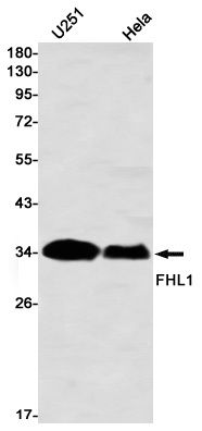 FHL1 Antibody