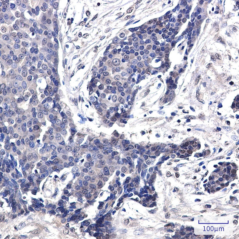 FHL1 Antibody