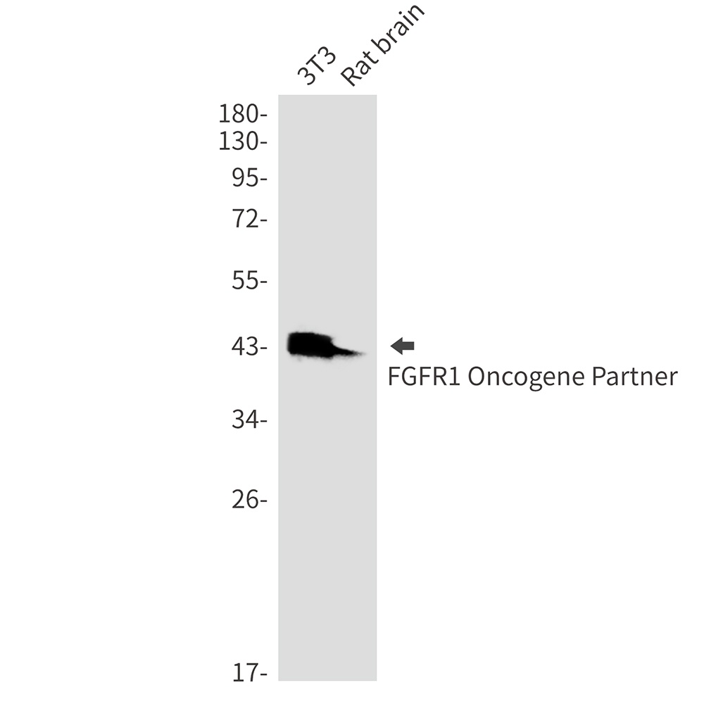 FGFR1 Oncogene Partner Rabbit mAb