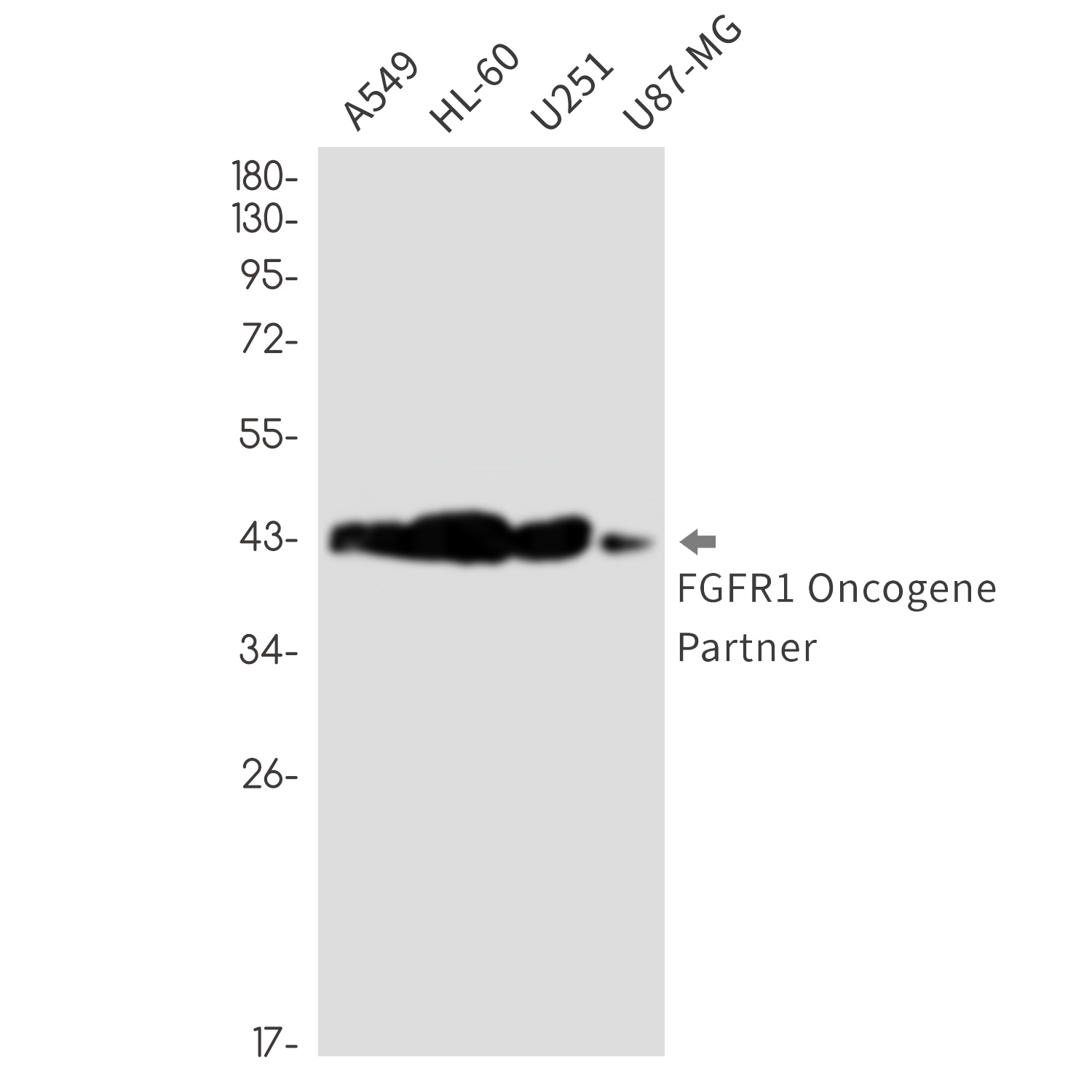 FGFR1 Oncogene Partner Rabbit mAb