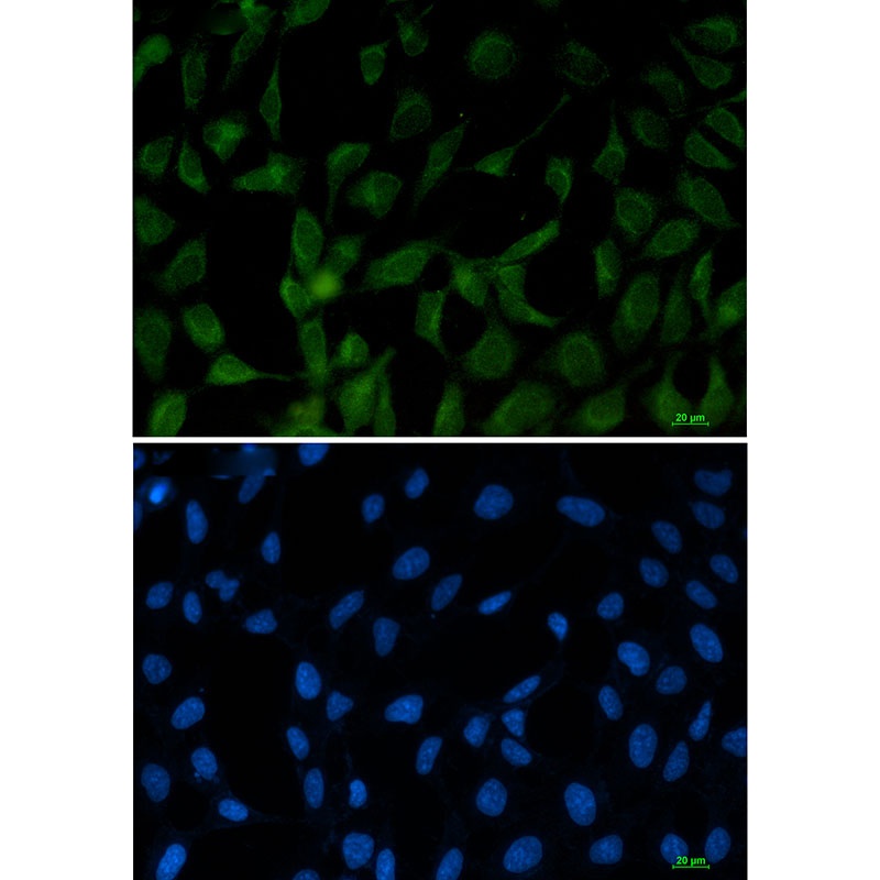 APBB1 Antibody