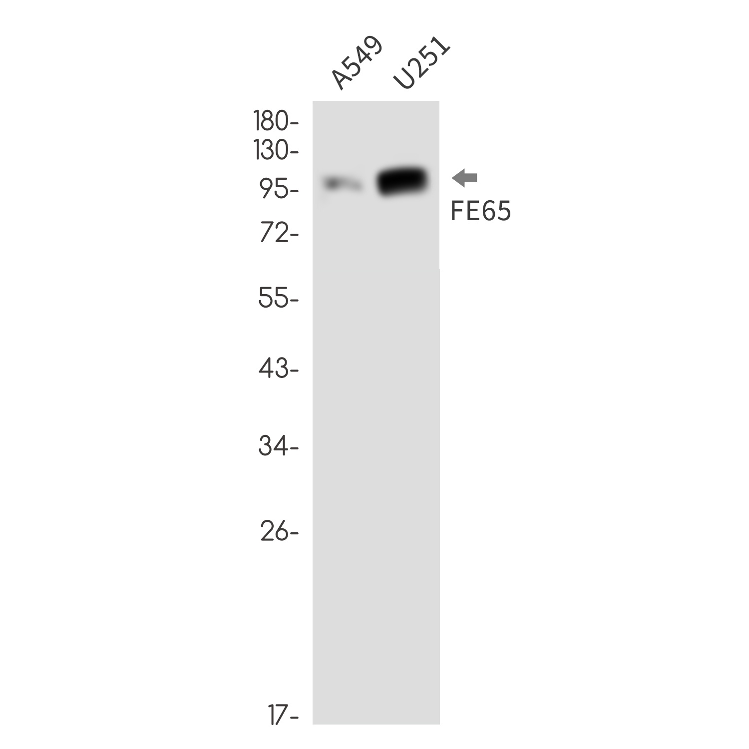 APBB1 Antibody