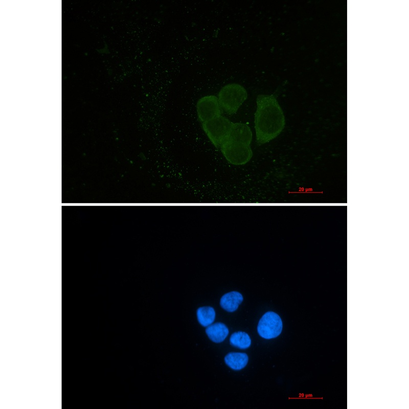 EPS15L1 Antibody