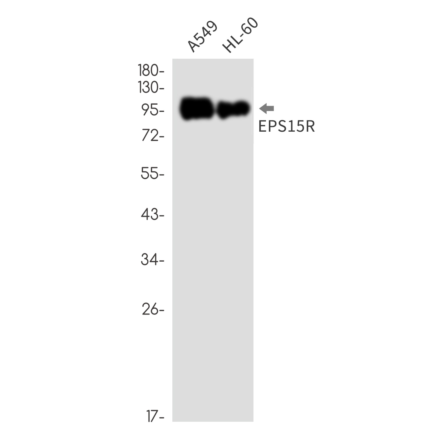 EPS15L1 Antibody