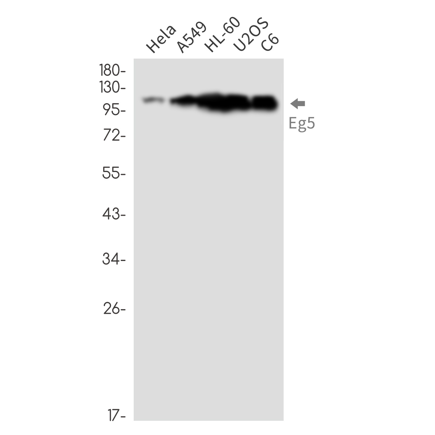 KIF11 Antibody