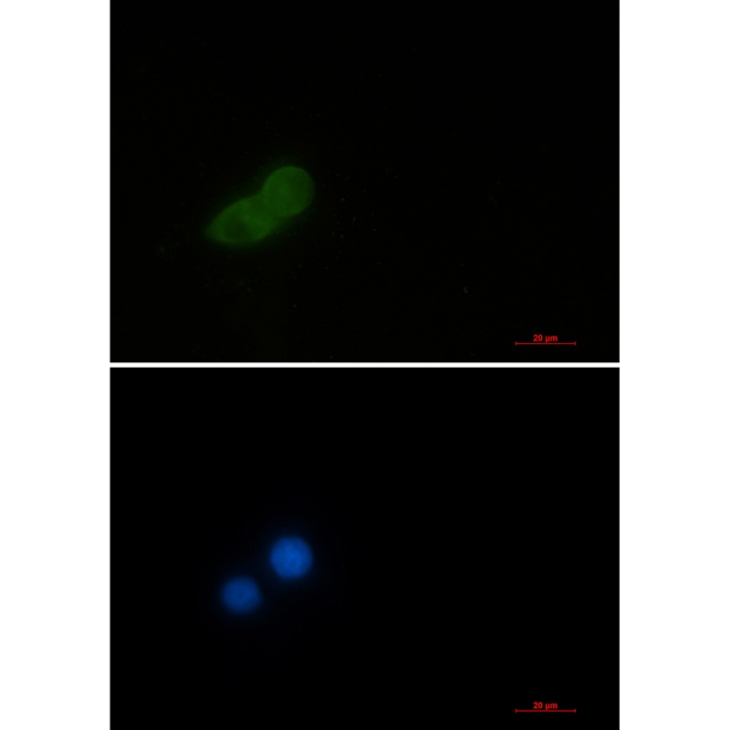 EEF1A1 Antibody