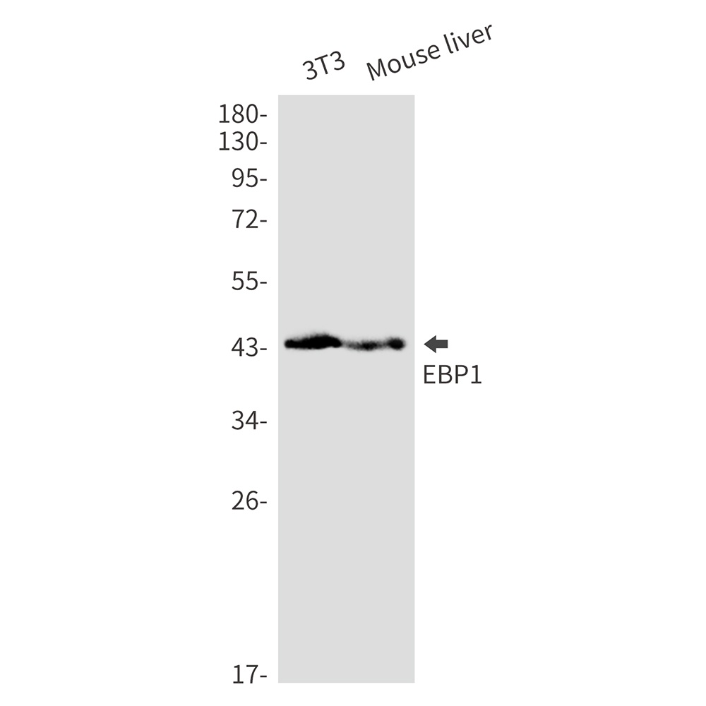 PA2G4 Antibody
