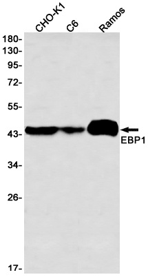 PA2G4 Antibody