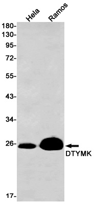 DTYMK Antibody