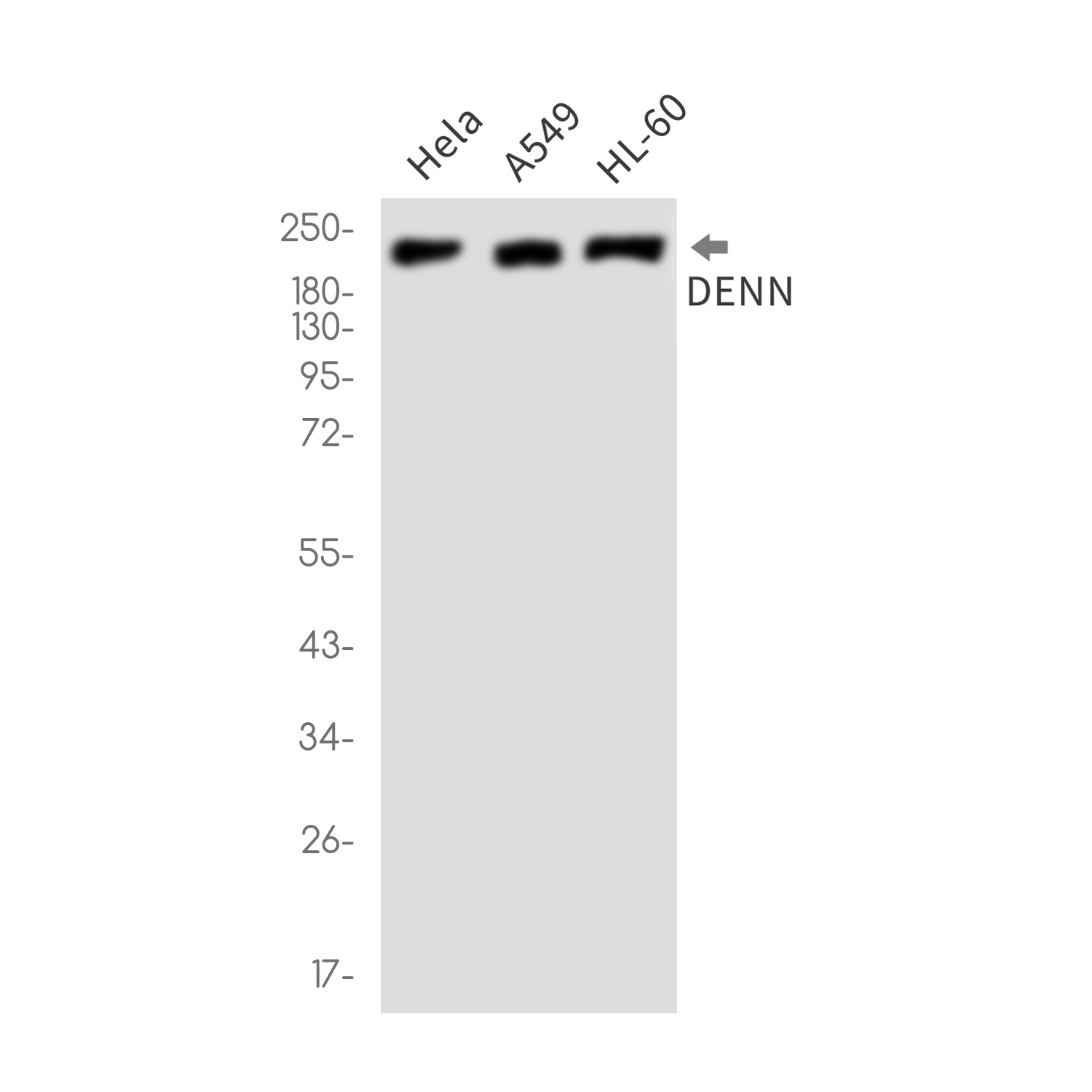 MADD Antibody