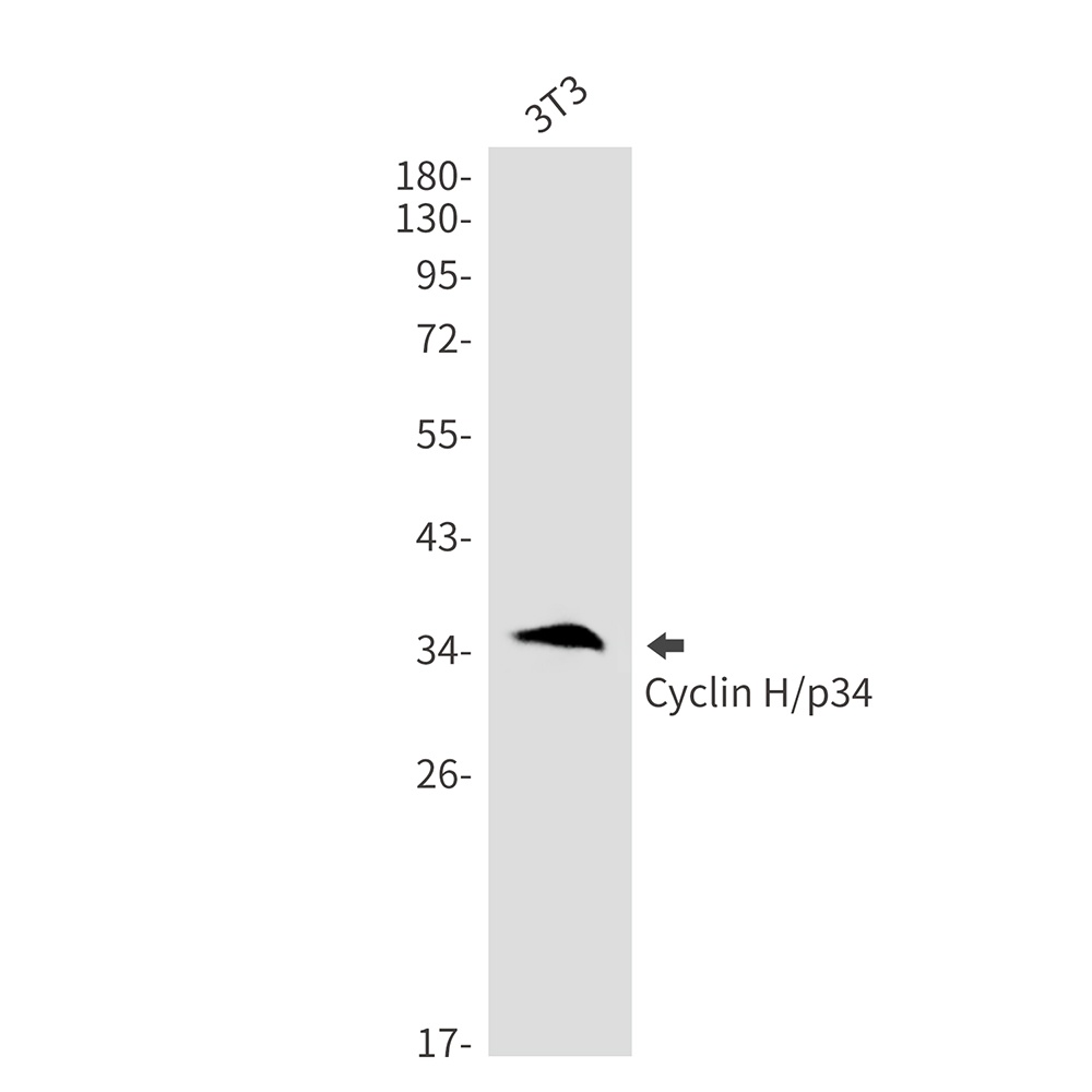 CCNH Antibody