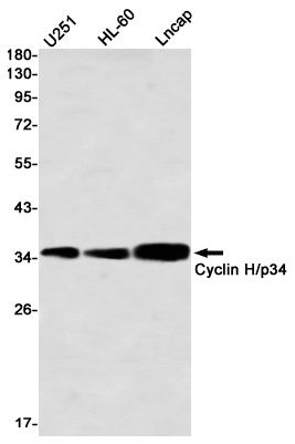 Cyclin H Rabbit mAb