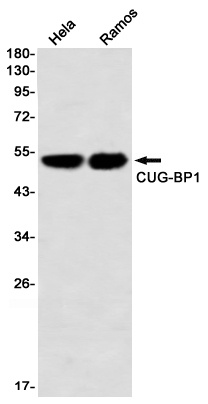 CELF1 Antibody