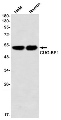 CUG BP1 Rabbit mAb