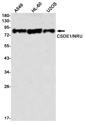 CSDE1 Antibody