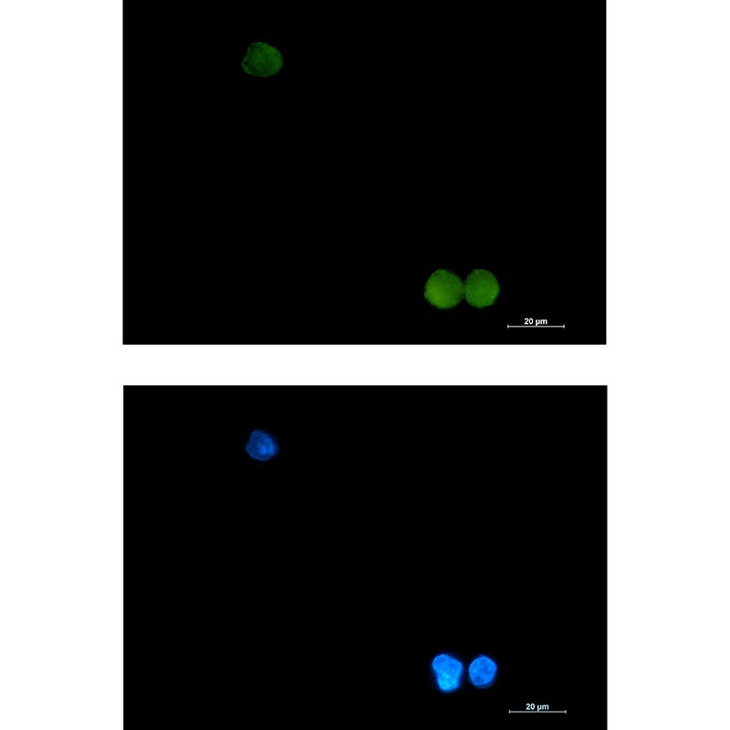 CRKL Antibody