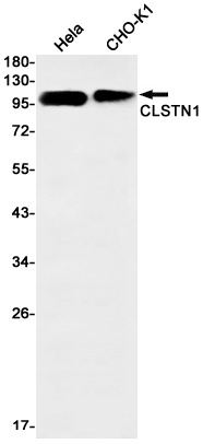 CLSTN1 Antibody