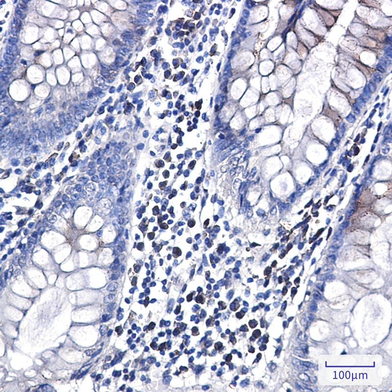 CLSTN1 Antibody