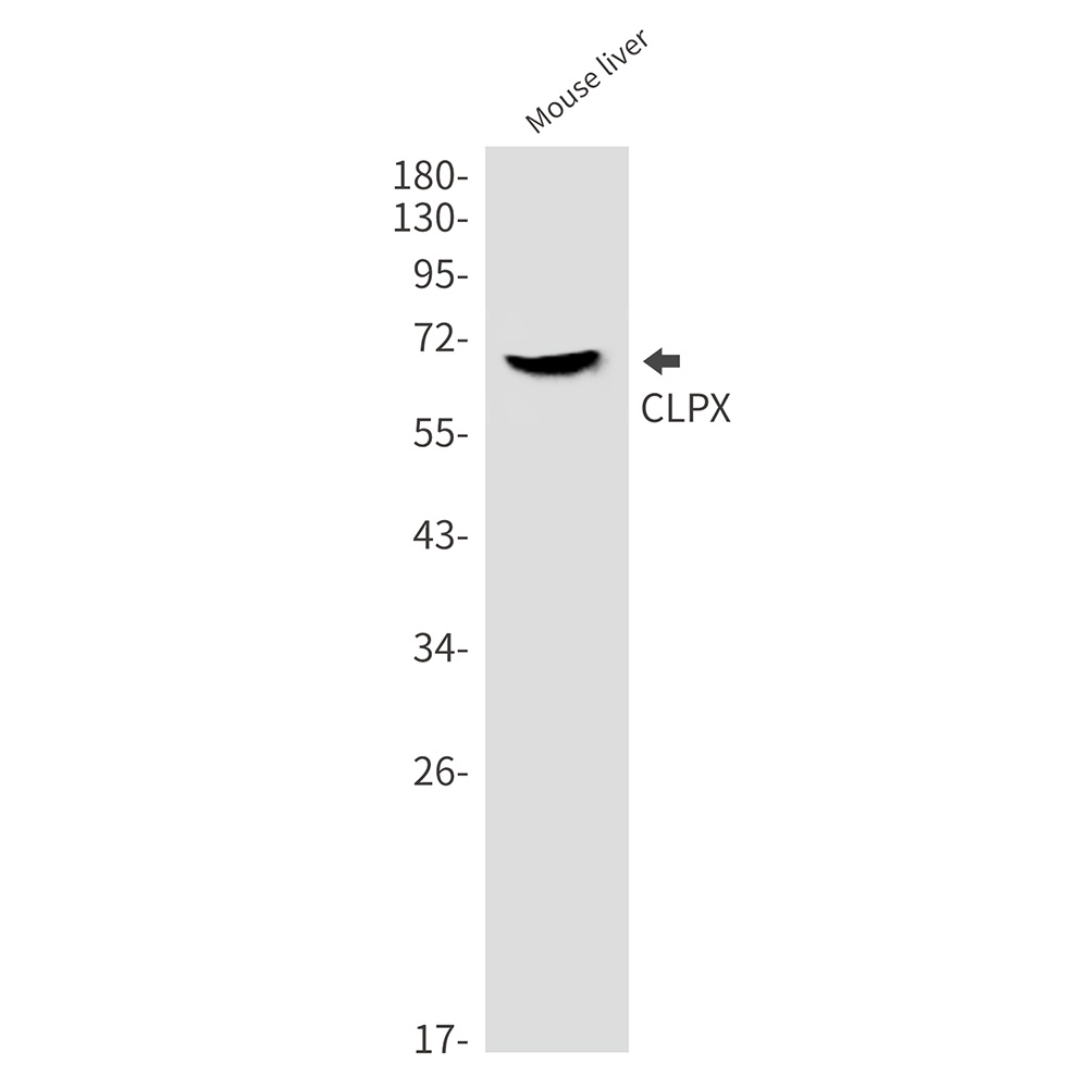 CLPX Antibody