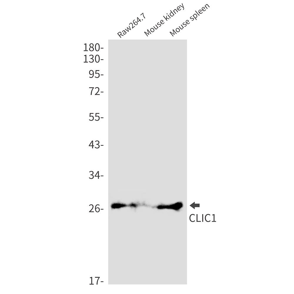 CLIC1 Antibody