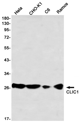 CLIC1 Antibody