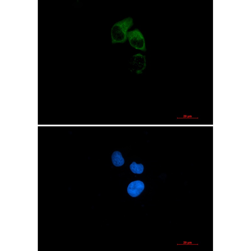 CEP55 Antibody