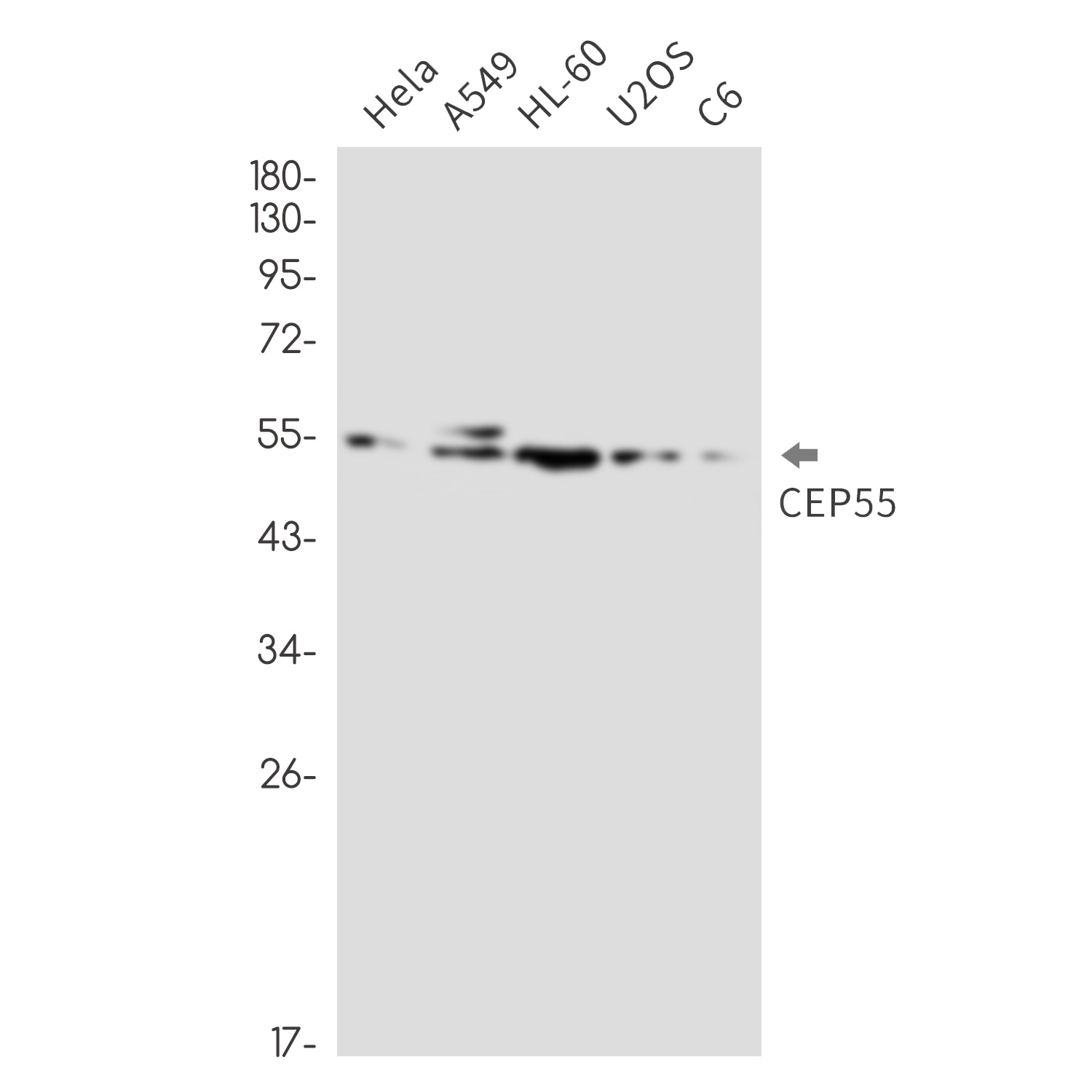 CEP55 Antibody