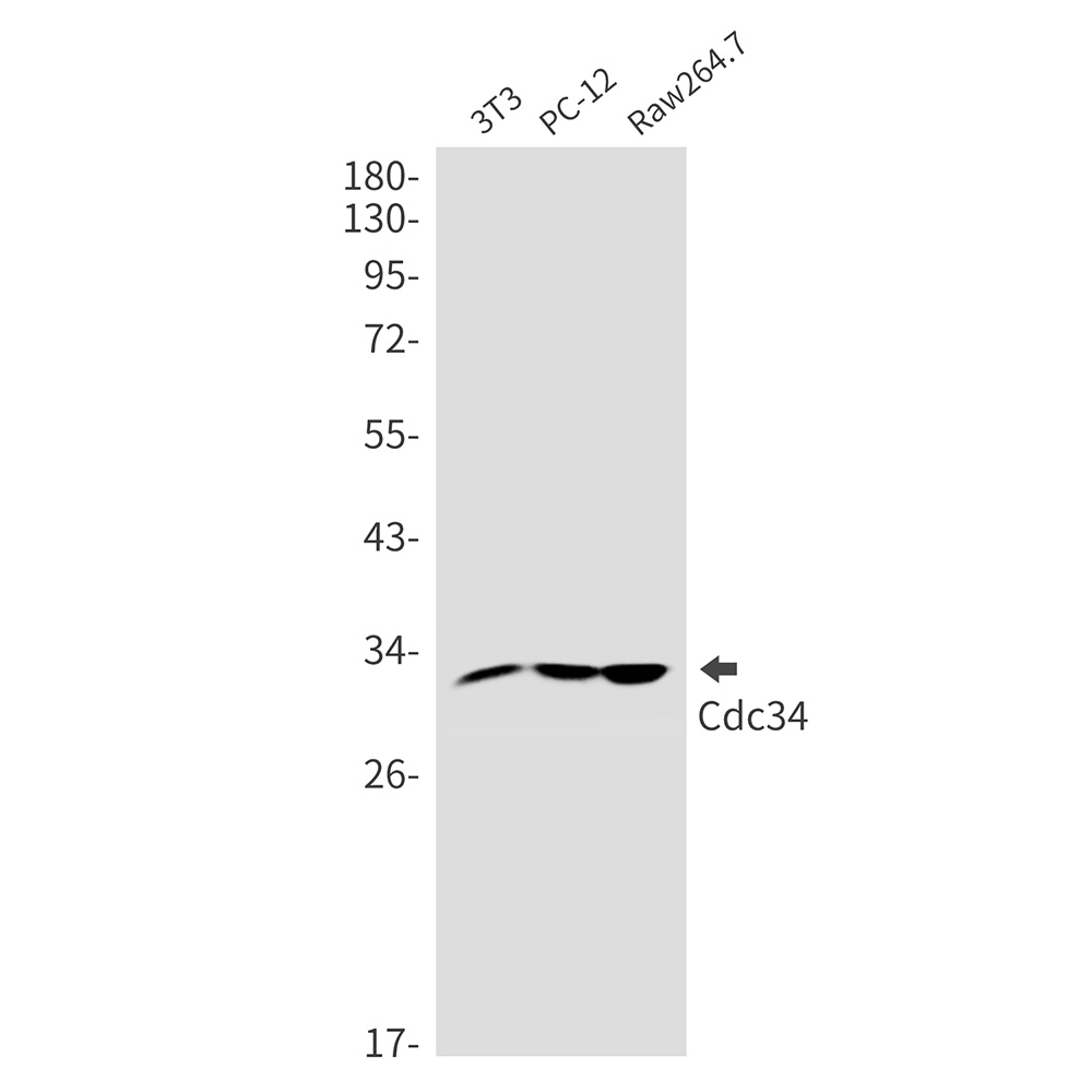 CDC34 Antibody