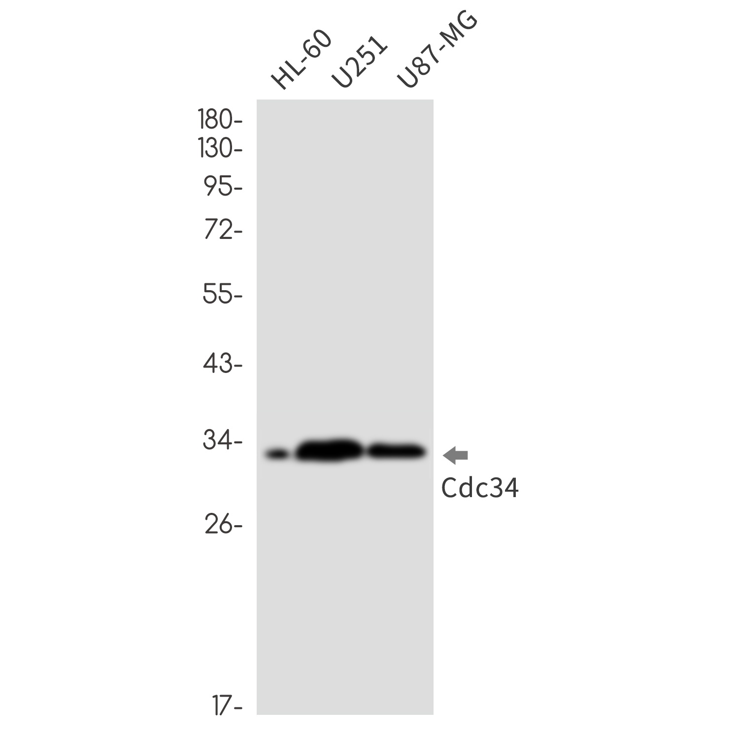 CDC34 Antibody