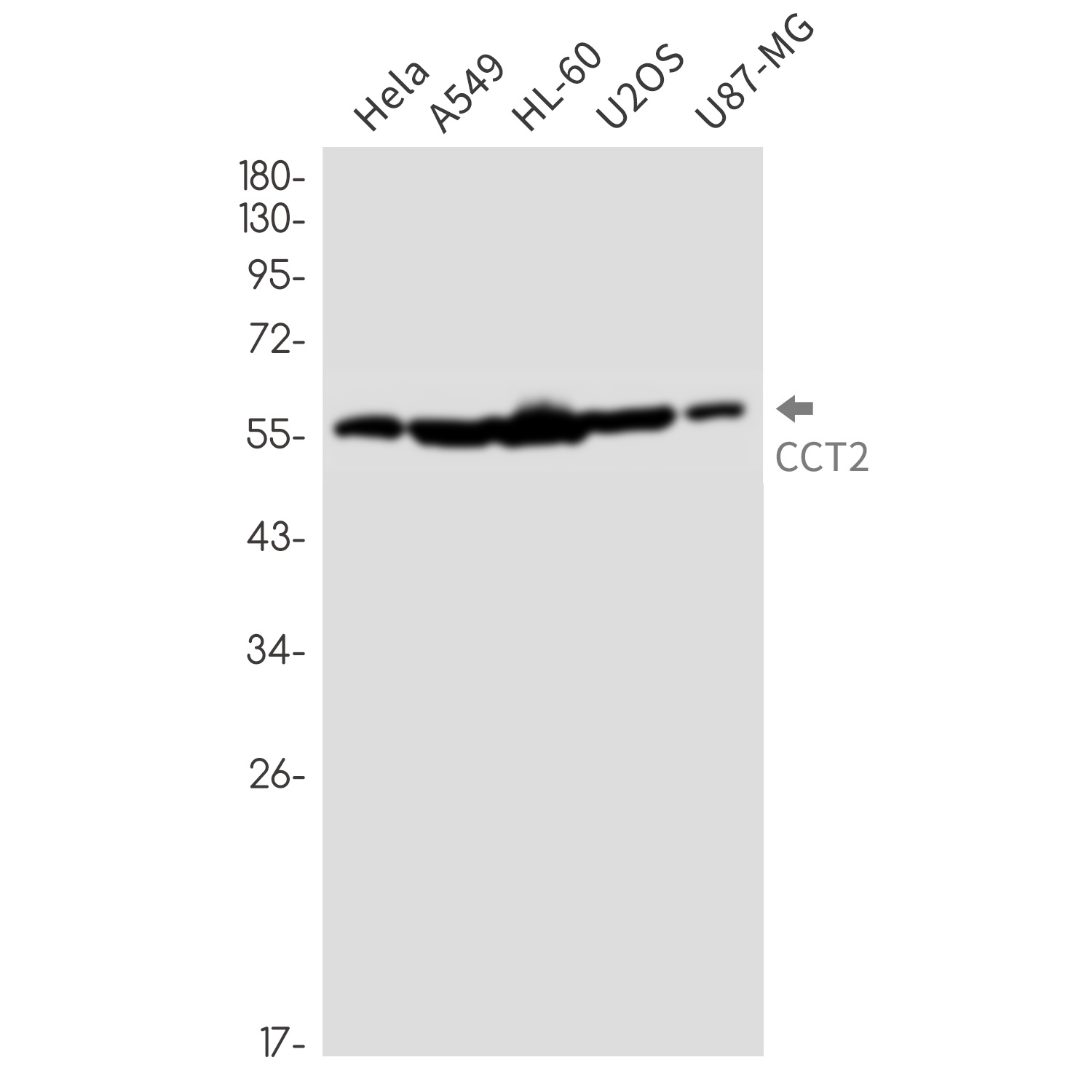 CCT2 Antibody