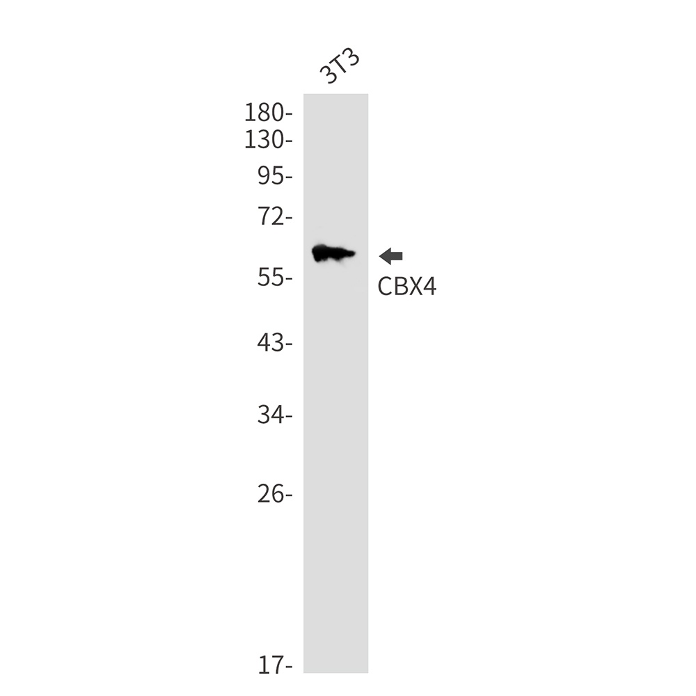 CBX4 Antibody