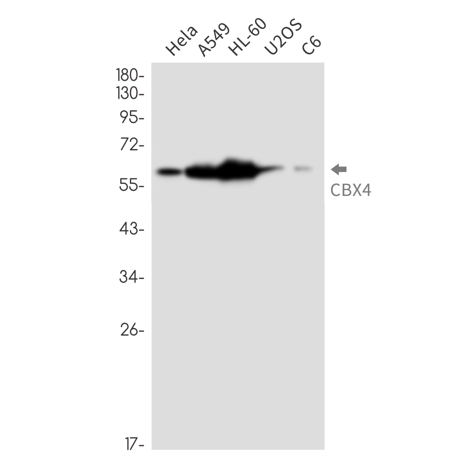 CBX4 Antibody